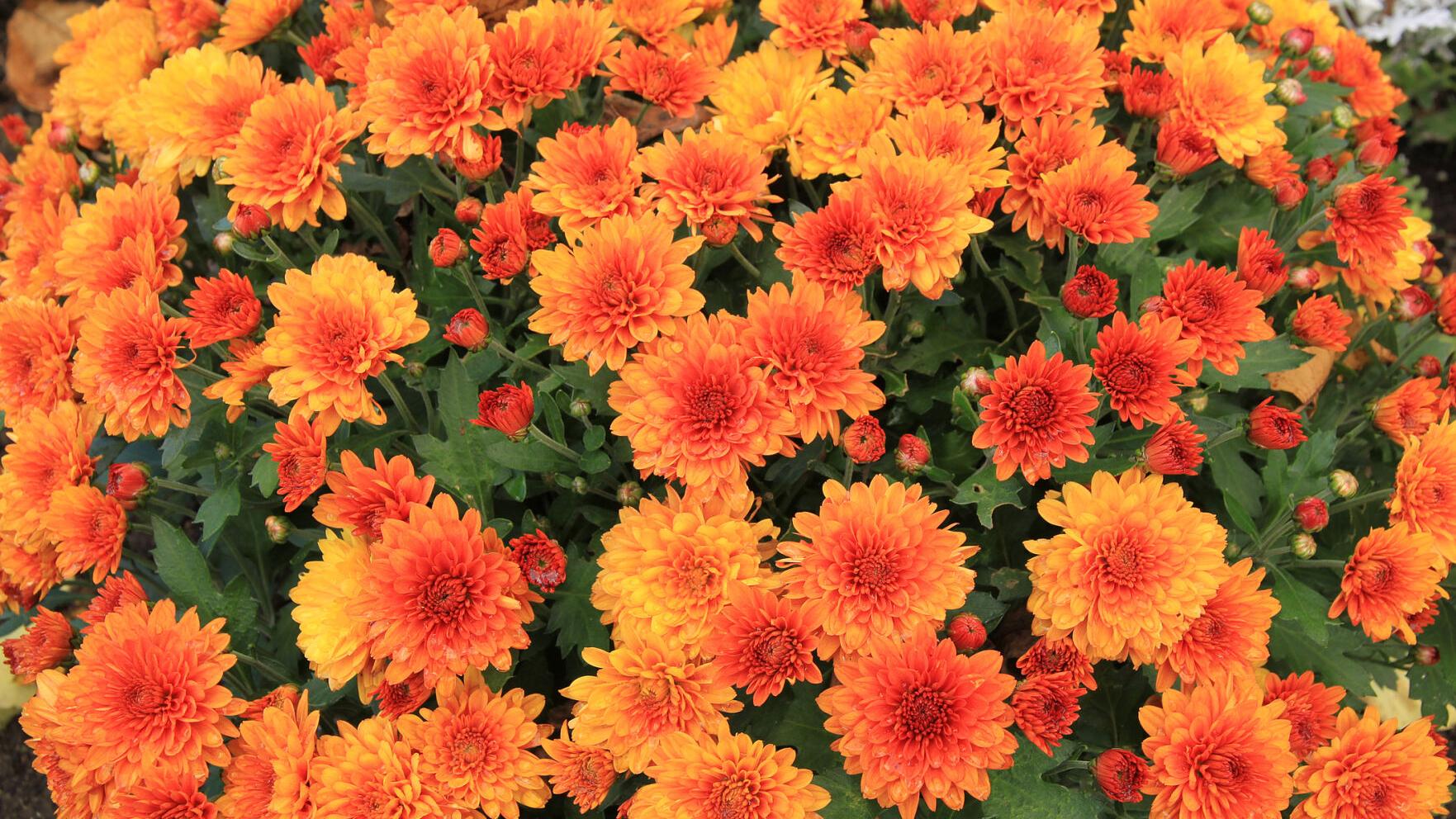 Explore year-round greenery and fall favorites at Louisiana Nursery’s House of Houseplants